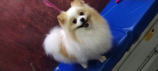 Negocio Estética Canina Reino Animal