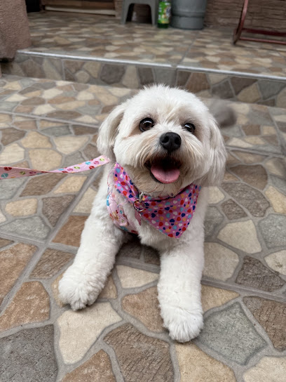 Negocio Estetica Canina Royal Pet