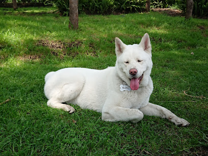 Estética Canina Shower Pet