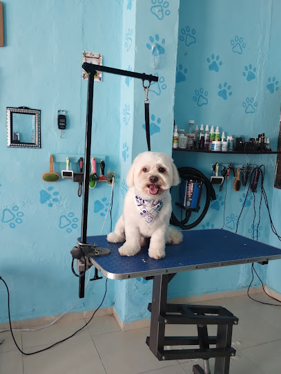 Negocio Estética Canina Spa Peludos Y Repompudos