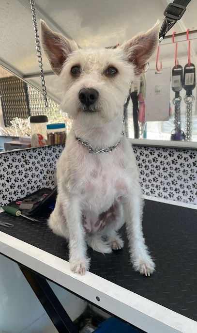Negocio Estética Canina Spal&Apos;Can