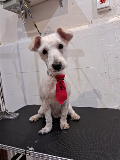 Estetica Canina Stylishdogs