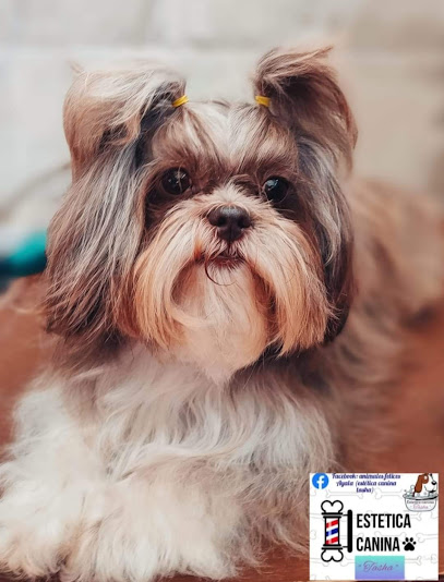 Estética Canina Tasha