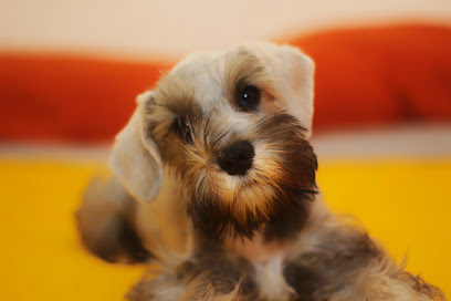 Negocio Estética Canina Torres