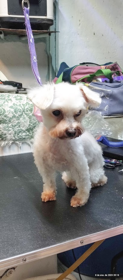 Negocio Estética Canina Tu Ángel Guardián