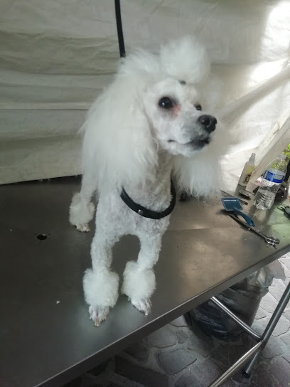 Negocio Estetica Canina Wendolin
