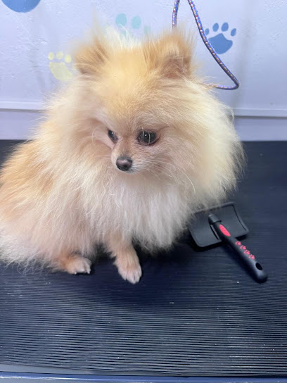 Negocio Estética Canina Xochidogs