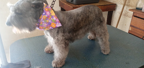 Negocio Estética Canina Xun Peek