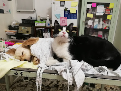 Estetica Canina Y Felina Pequeños Animales