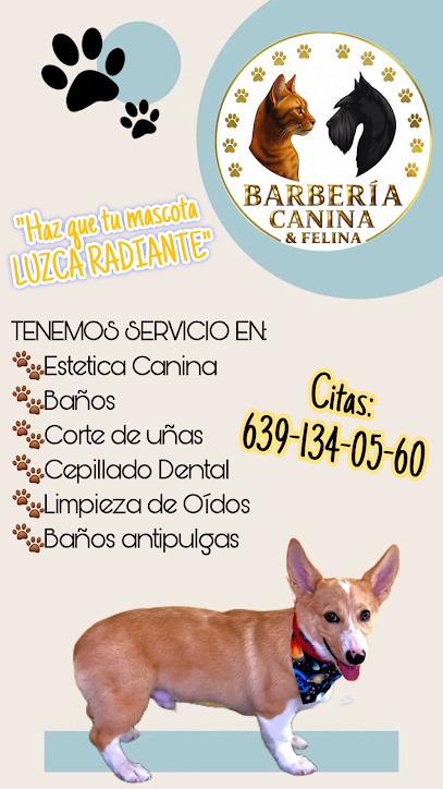 Negocio Estetica Canina Y Felina (Scottish Barber Dog)
