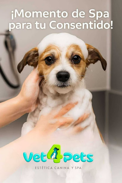 Estetica Canina Y Felina Vet4Pets