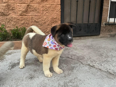 Negocio Estética Canina Y Veterinaria Peludogs