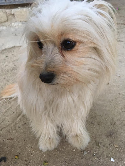Negocio Estética Canina Y Veterinaria Terry