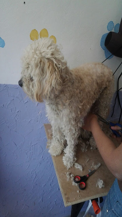 Estética Canina Zoe