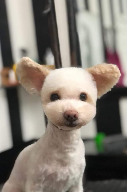 Negocio Estetica Encanto Canino