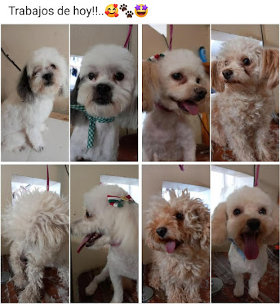 Estética Y Boutique Canina Ojinaga