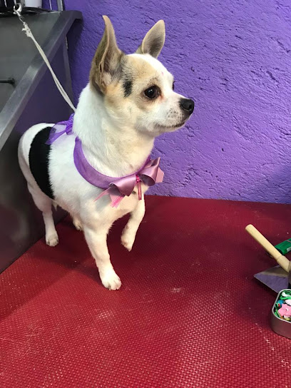 Negocio Estética Y Peluquería Canina Vera