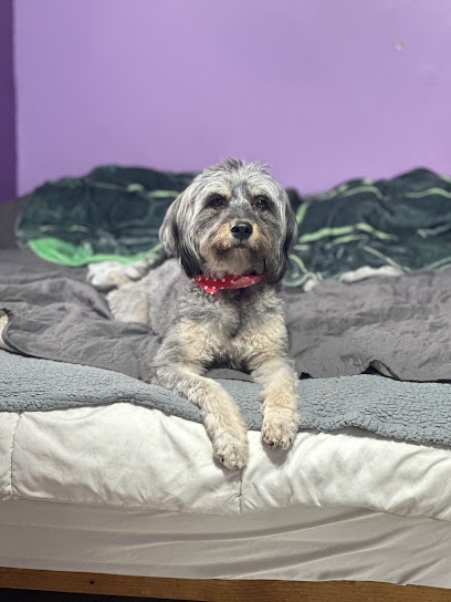 Estética Y Veterinaria Patitas