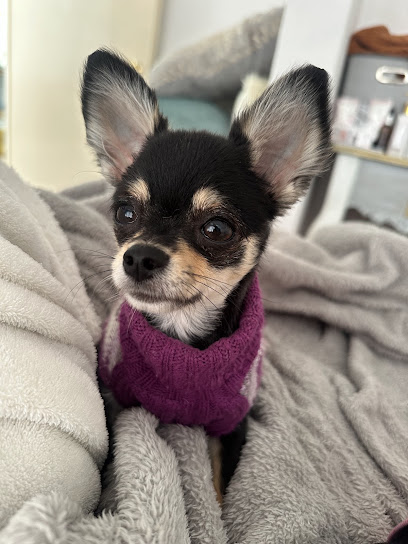 Estilo Canino Grooming Salon