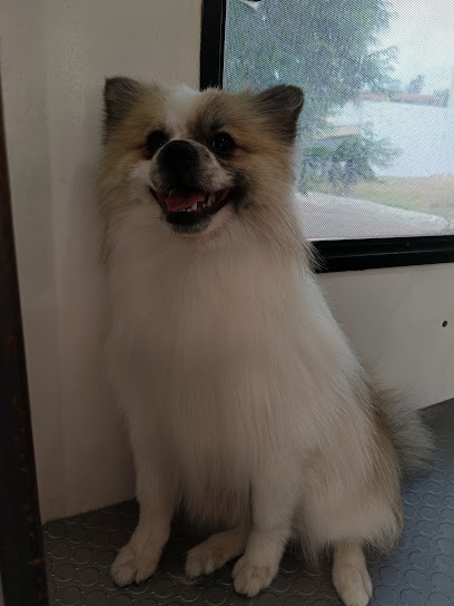 Negocio Fiona Estética Canina Y Spa Móvil