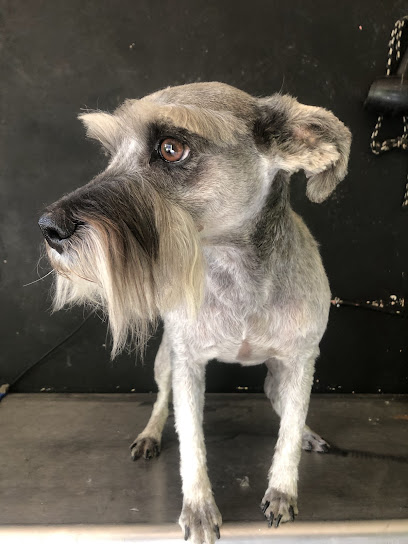 Negocio Foxy Estética Canina Y Felina. Servicio Veterinario Animal Pax