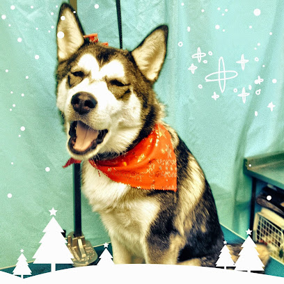 Fun Fashion Pet