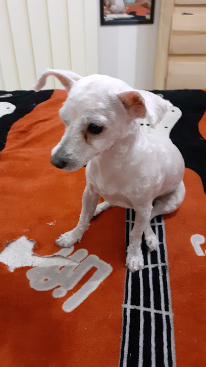 Garos Estética Canina