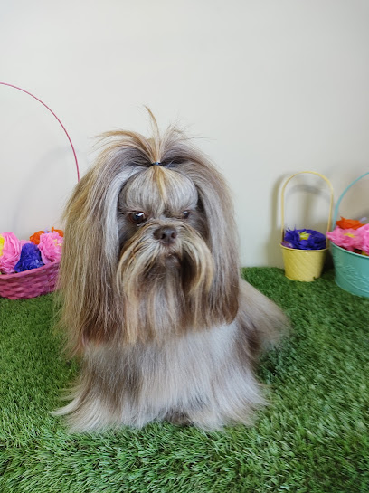 Negocio Golden Avenue Peluquería Canina