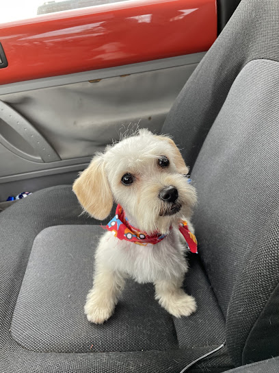 Negocio Groomers And Pets Estetica Canina