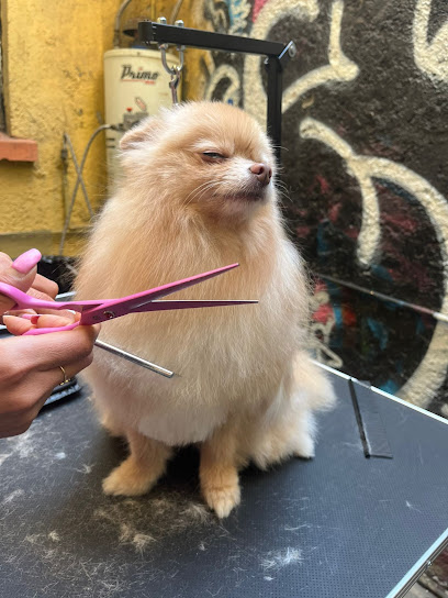 Guau Chilango Estética Canina