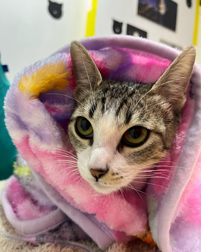 Guau&Amp;Miau ClĂnica Veterinaria