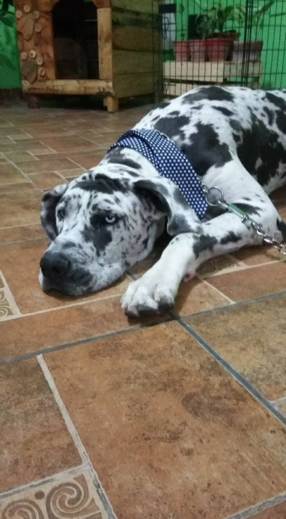 Negocio Happy Pet&Apos;S Veterinaria Y Estetica Canina