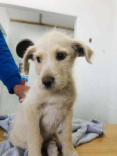 Negocio Hospital Veterinaria Cats And Dogs Lady Cuetes