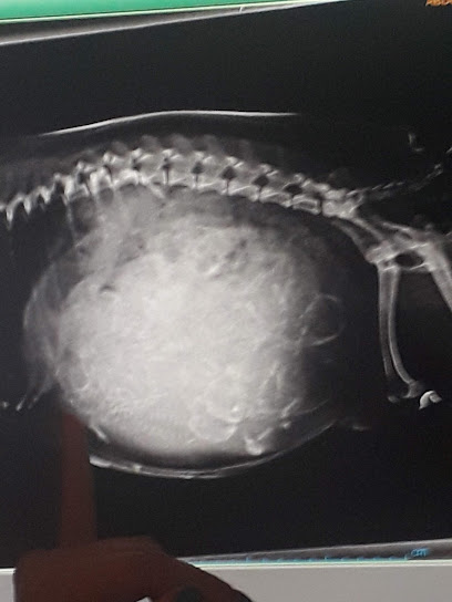 Negocio Hospital Veterinario Roma