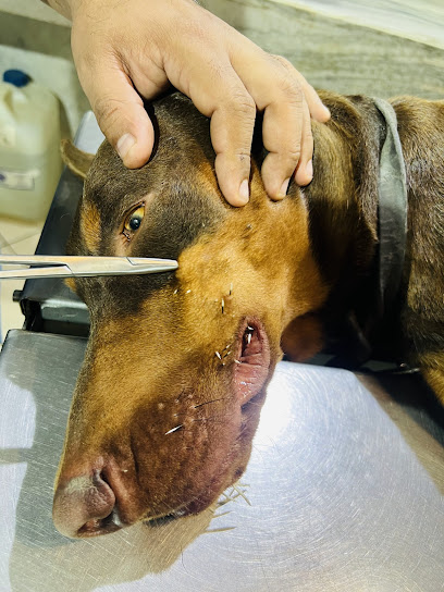 Hospital Veterinario Viva Dog Training
