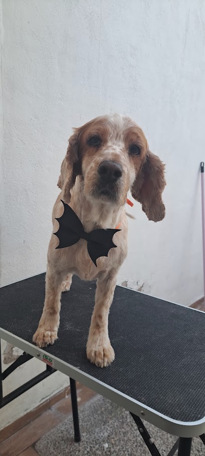 Huellitas Estetica Canina Irapuato