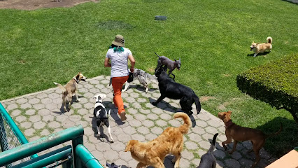 Integración Canina - Adiestramiento Canino