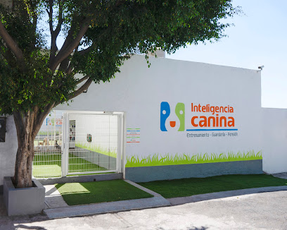 Inteligencia Canina