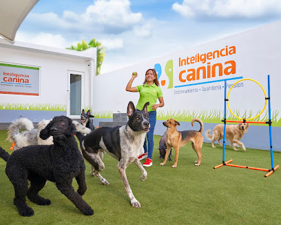 Inteligencia Canina