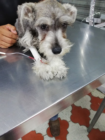 Lion&Apos;S Pet Veterinaria
