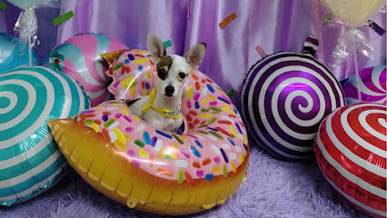 Llaos Pet Condesa Estética Canina Spa De Perritos Y Gatitos