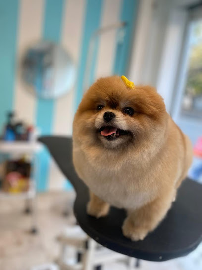 Lovely Doggy Estetica Canina