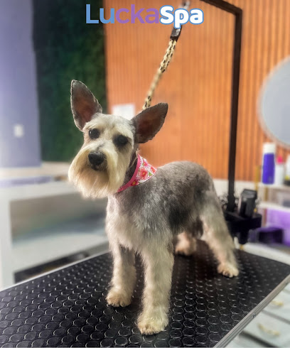 Negocio Luckaspa Estetica Canina &Amp; Felina
