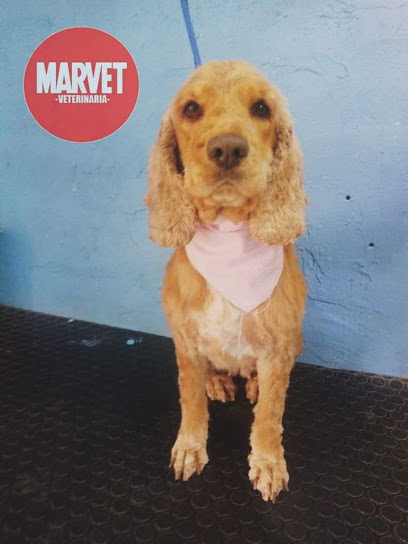 Negocio Marvet Veterinaria
