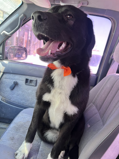 Negocio Mascotas Servicios Veterinarios