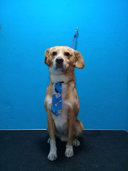 Negocio Mi Dogtora Vet &Amp; Spa