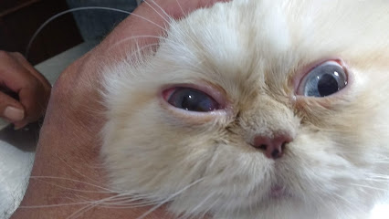 Misión Veterinaria