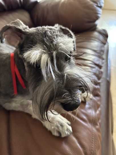 Mr Dog