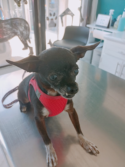 Mr. Dog