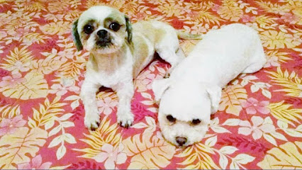 Negocio Mulegé Pet Salon &Amp; Kennel